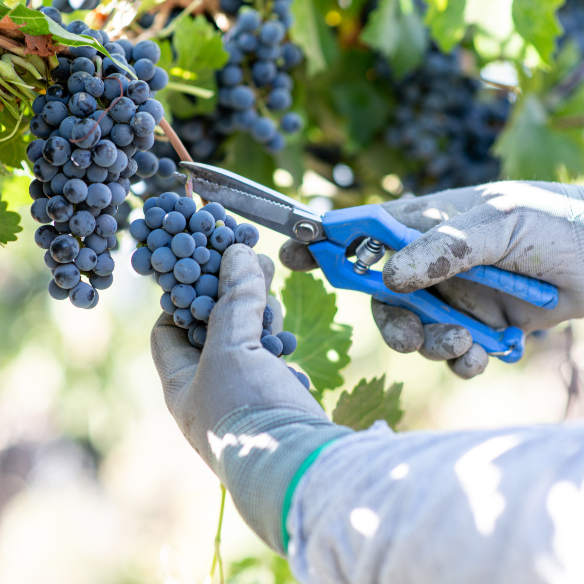 Viña Cousiño Macul