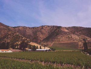 Vina-Espaldares-del-Maipo