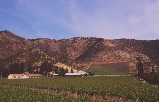 Vina-Espaldares-del-Maipo